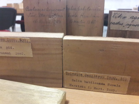 singura-xiloteca-din-romania-este-la-braov-la-facultatea-de-silvicultura-dupa-restaurare-ar-putea-fi-deschisa-i-publicului