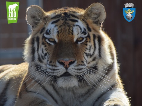 ziua-internaionala-a-tigrului-la-zoo-braov