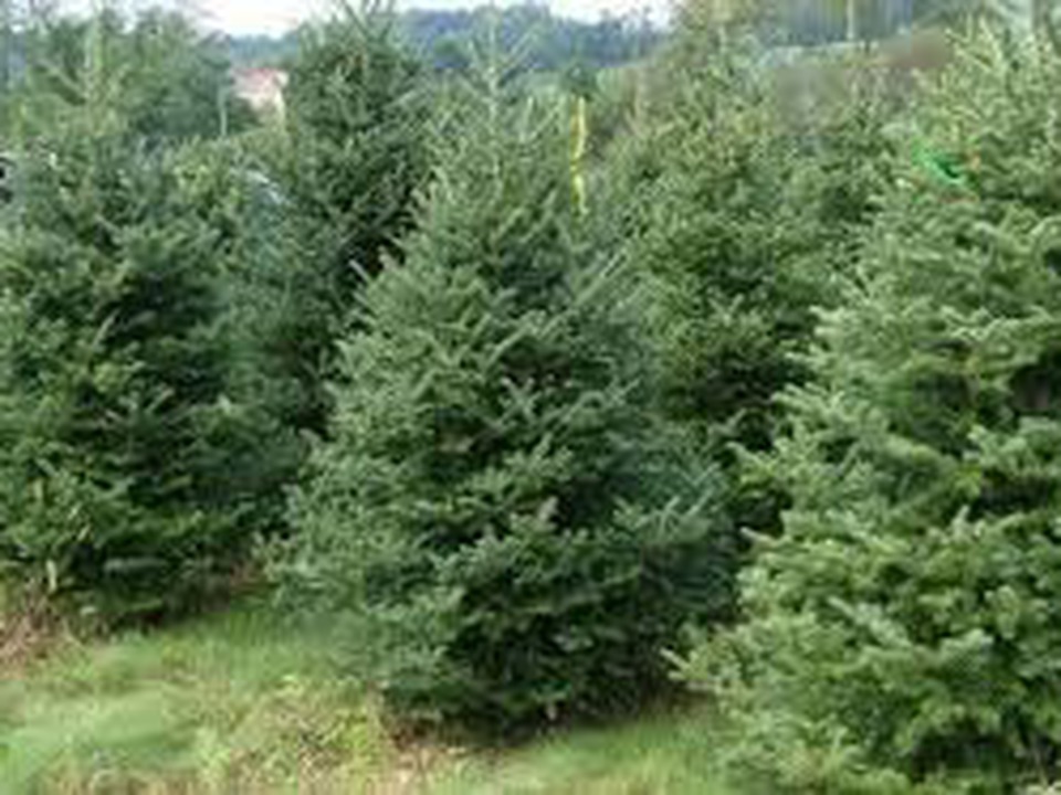 immer-weniger-tannen-der-forstamter-fur-weihnachten-auf-den-markt